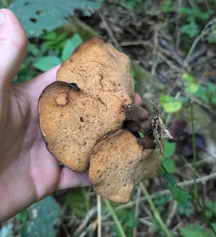 Bay Polypore (Picipes badius)