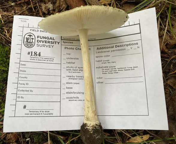 White Panther (Amanita multisquamosa)