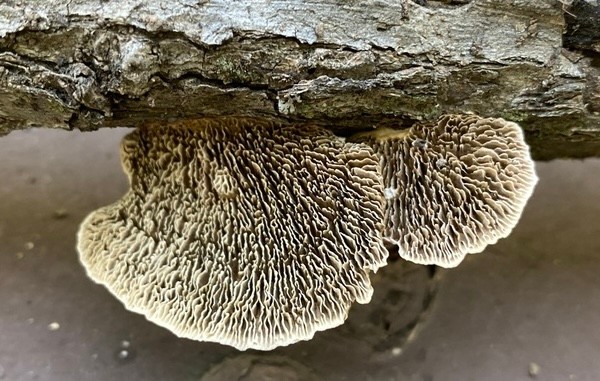 Thin-Walled Maze Polypore (Daedaleopsis confragosa)