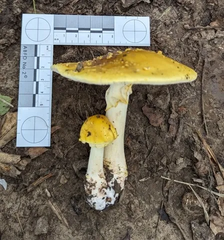 Yellow American Blusher (Amanita flavorubens)