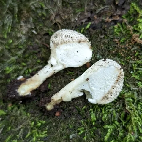 Common Puffball (Lycoperdon perlatum)