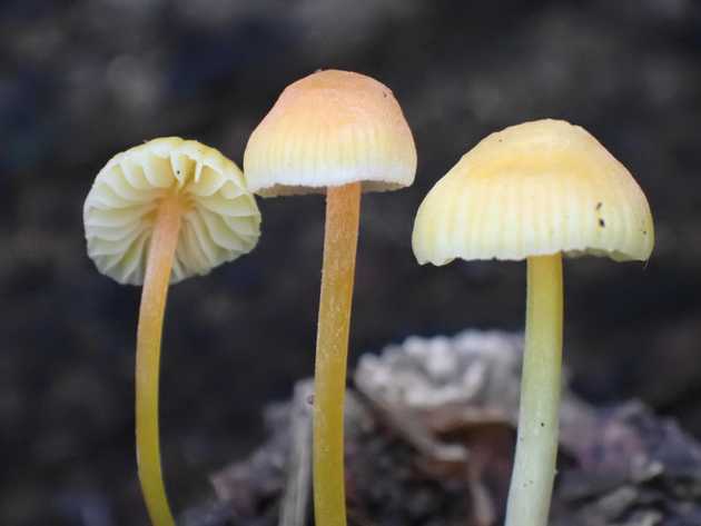 Gills