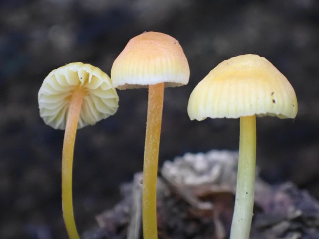 Walnut Mycena (Mycena crocea)