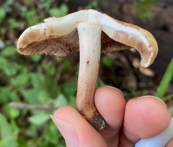 Sweet-Smelling Inocybe (Inocybe dulciolens)