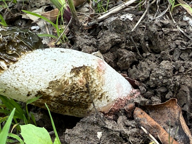 Dune Stinkhorn (Phallus hadriani)