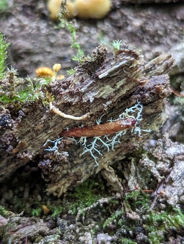 Cheeto Cordyceps (Ophiocordyceps variabilis)