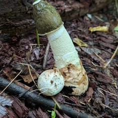 Ravenel's Stinkhorn