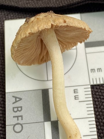 null (Inocybe velicopia)