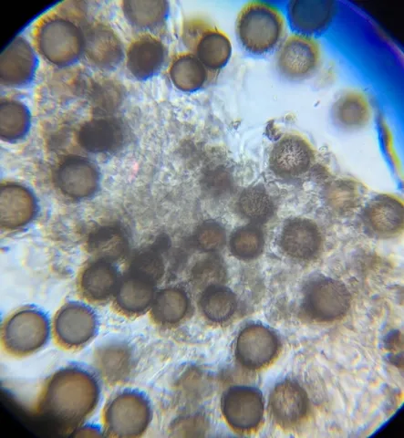 undefined (Elaphomyces dalemurphyi)