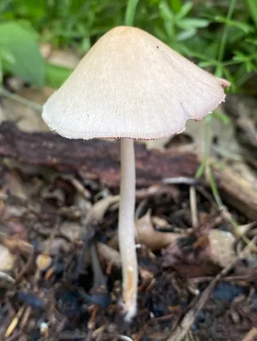 Pale Brittlestem (Candolleomyces candolleanus)