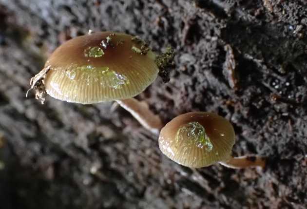 LBM