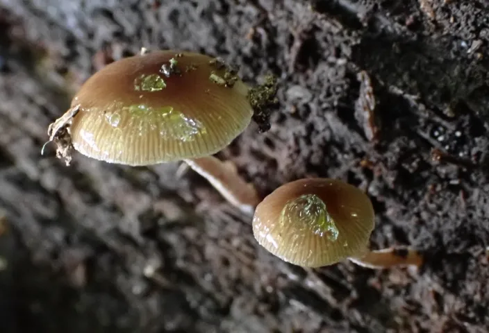 Viscid Bolbitius (Bolbitius viscosus)