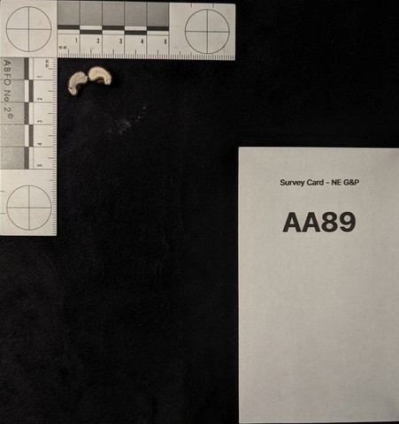 undefined (Elaphomyces sp.)