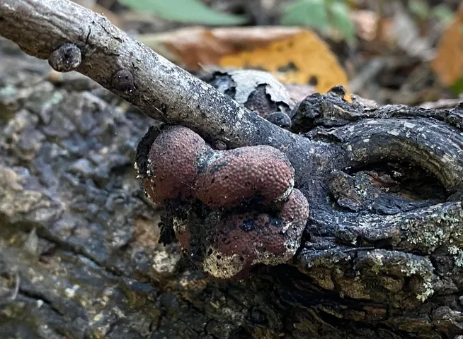 undefined (Daldinia childiae)