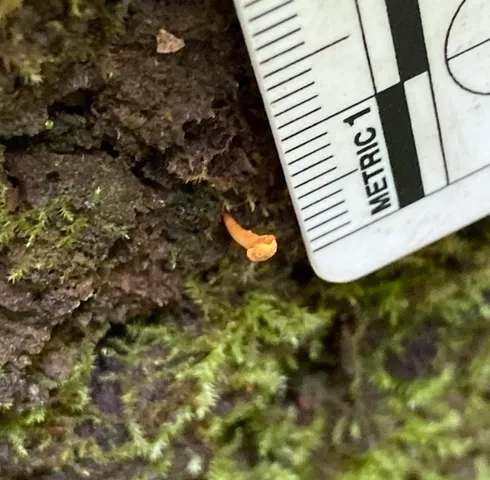 Cheeto Cordyceps (Ophiocordyceps variabilis)