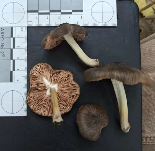 undefined (Pluteus septocystidiatus)