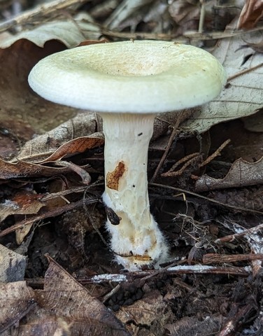 Yazoo Lactarius (Lactarius yazooensis-IN01)