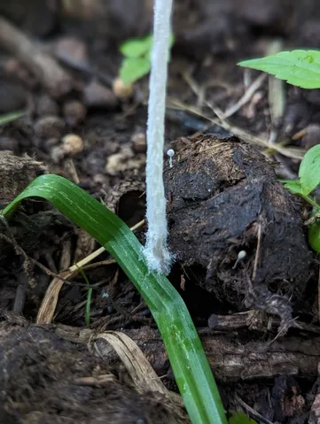 undefined (Coprinopsis pseudonivea)