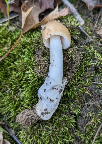 null (Amanita sp-NE01)