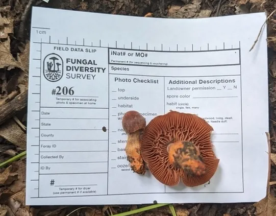 Tiffany's Webcap (Cortinarius tiffanyae)