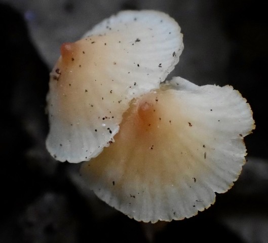 Eastern Tangerine Athena (Atheniella leptophylla)
