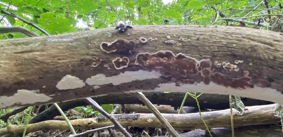 Giraffe Spots (Peniophora albobadia)