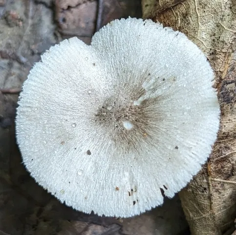 Rosegill (Volvariella sp-IN03)