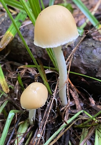 Pale Brittlestem (Candolleomyces candolleanus)