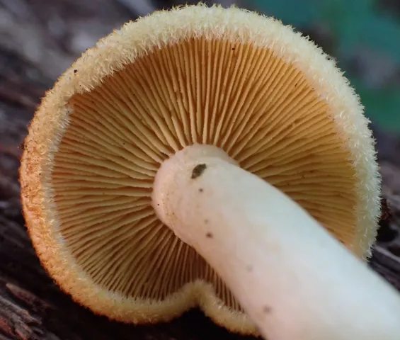 undefined (Tricholomopsis sp-IN01)