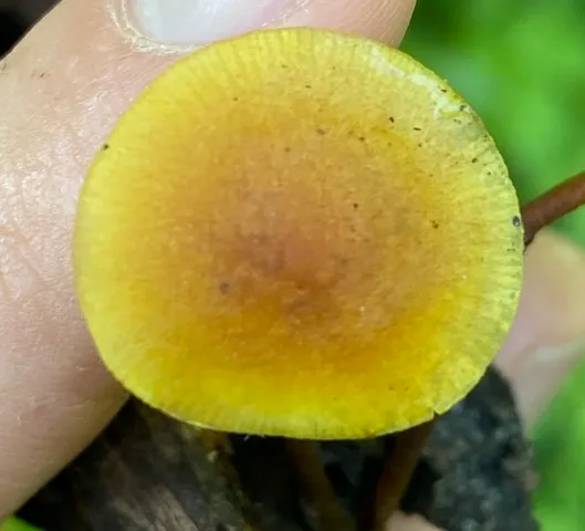 Orange Faint Foot Mushroom (Heimiomyces tenuipes)