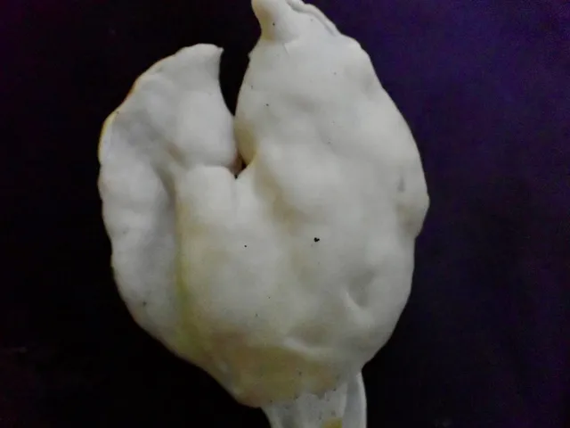 White Saddle (Helvella crispa)