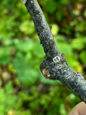 Bicoloured Bracket (Gloeoporus dichrous)