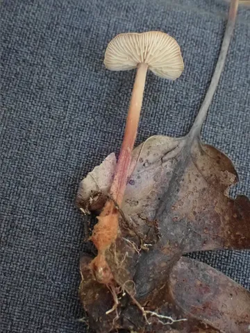 Gymnopus spongiosus