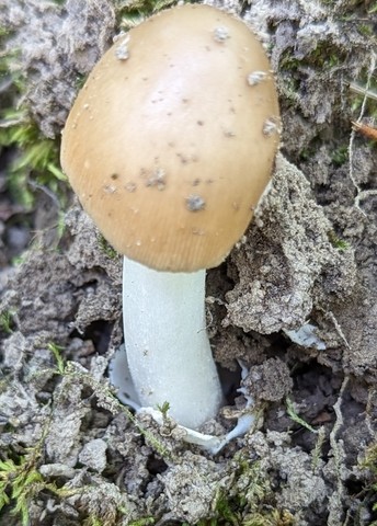 null (Amanita sp-NE01)