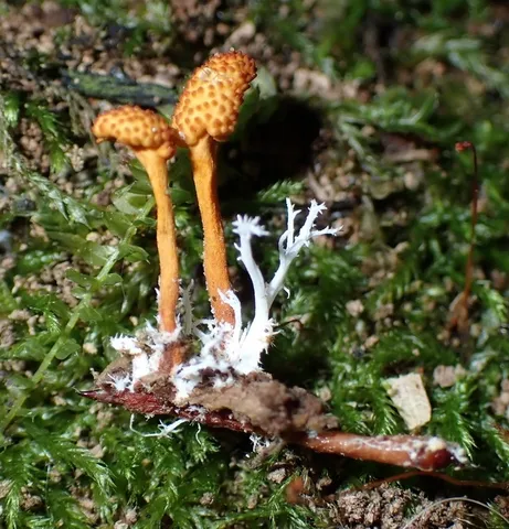 Cheeto Cordyceps (Ophiocordyceps variabilis)