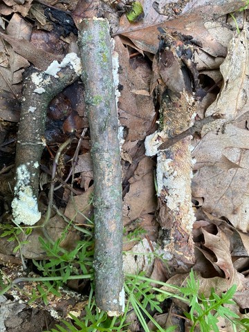 Milk-white Toothed Polypore (Irpex lacteus)