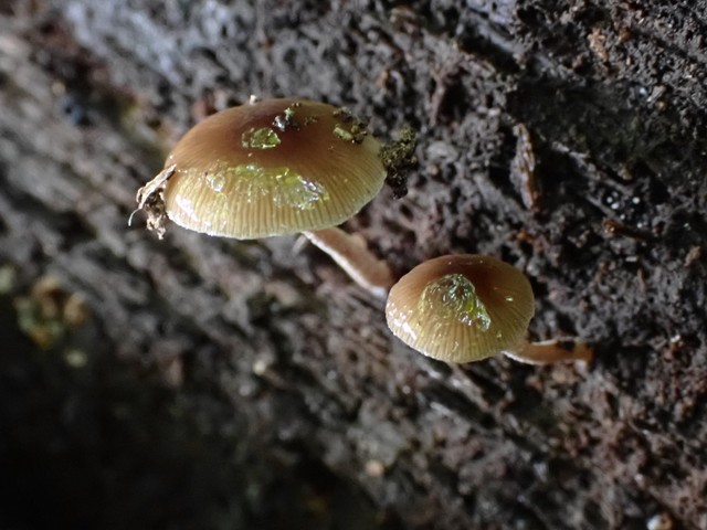 Viscid Bolbitius (Bolbitius viscosus)