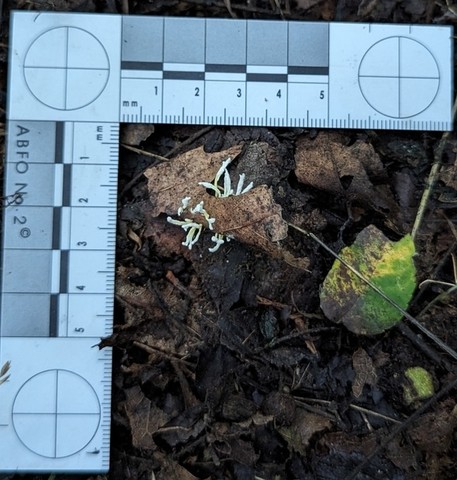 Slinder-Footed Cordyceps (Cordyceps tenuipes)