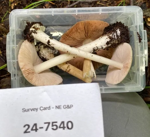 undefined (Volvopluteus michiganensis)