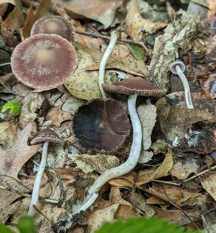 Maroon Brittlestem (Psathyrella bipellis)