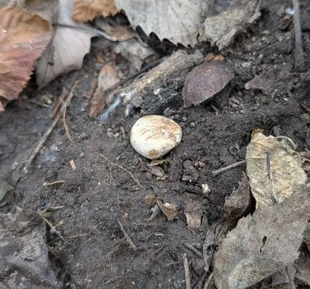 undefined (Hymenogaster spp.)