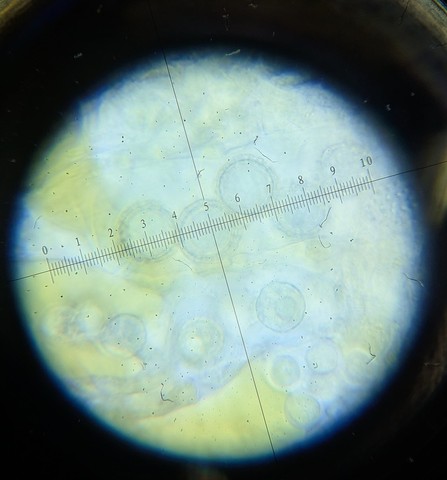 undefined (Pachyphlodes carnea)