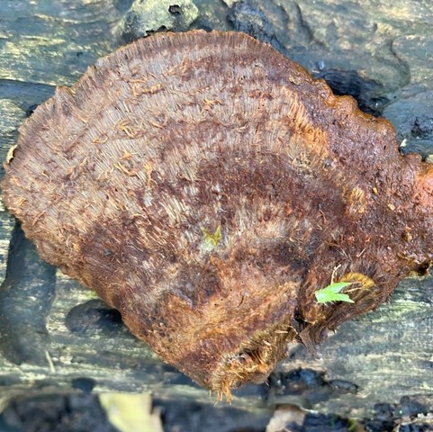 Clustered Bracket (Inonotus cuticularis)
