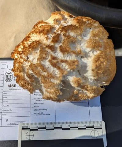 Lion's Mane Mushroom (Hericium erinaceus)