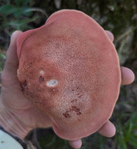 Beefsteak Fungus (Fistulina americana)
