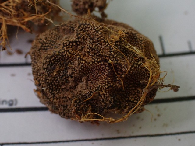 undefined (Elaphomyces sp.)