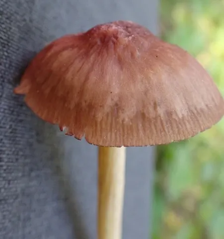 undefined (Mycena sp. 'IN6' (Mycena rutilantiformis))