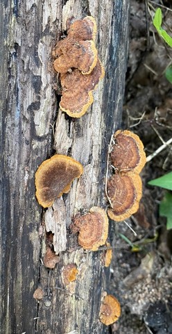 Mustard Yellow Polypore (Fuscoporia gilva)