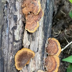 Mustard Yellow Polypore