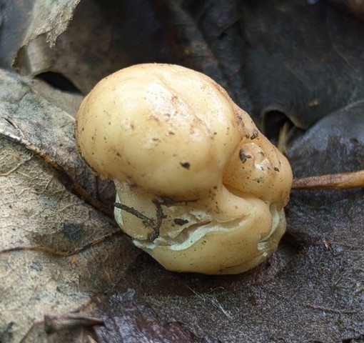 undefined (Tuber rugosum)